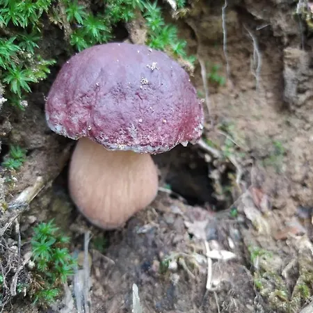 Casagiulia Sillano